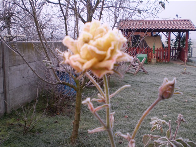 jutarnji mraz